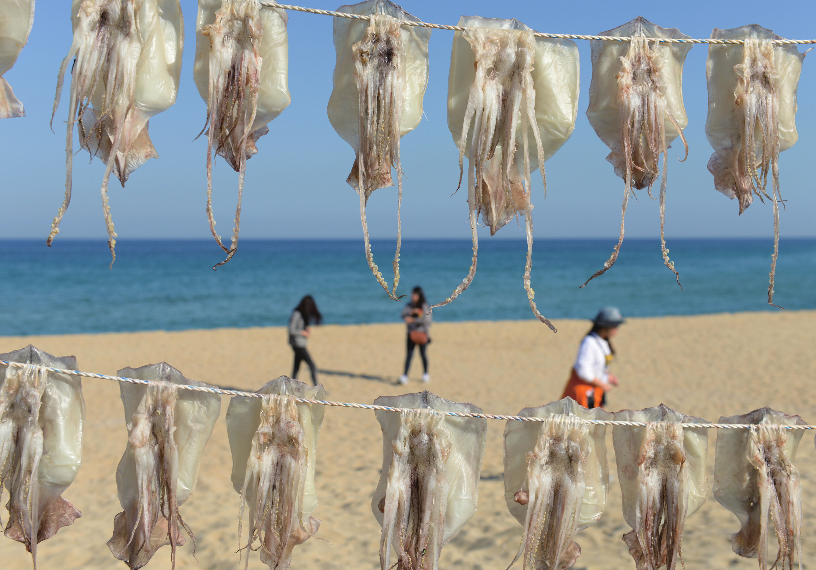 바다와 길     떠오르는 태양과 푸른 바다를 따라 걷다  동해 ‘해파랑길’