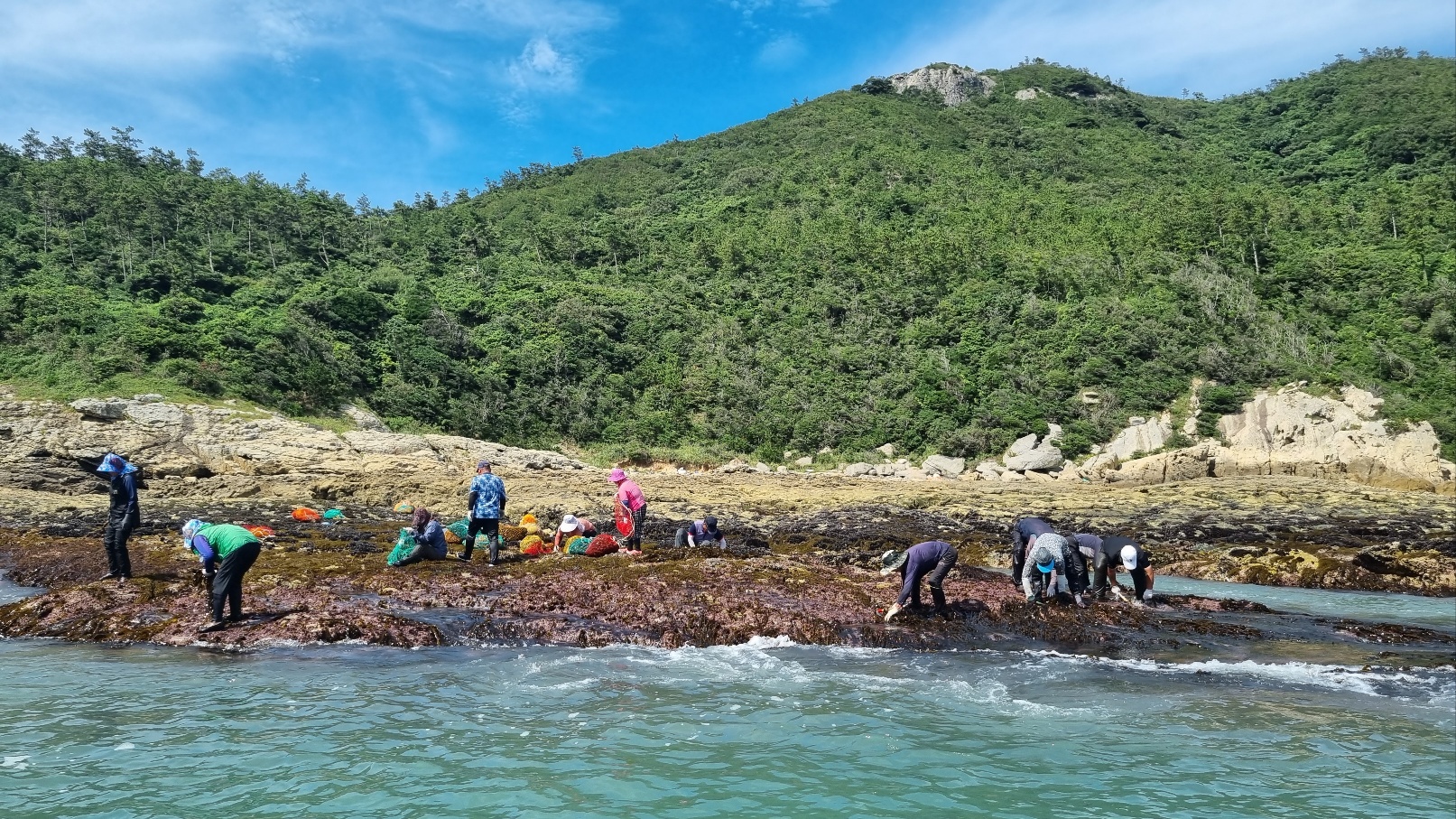 진도·신안 조간대 돌미역 채취어업 사진4