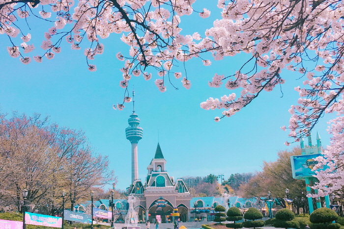 이월드 별빛벚꽃축제 2017